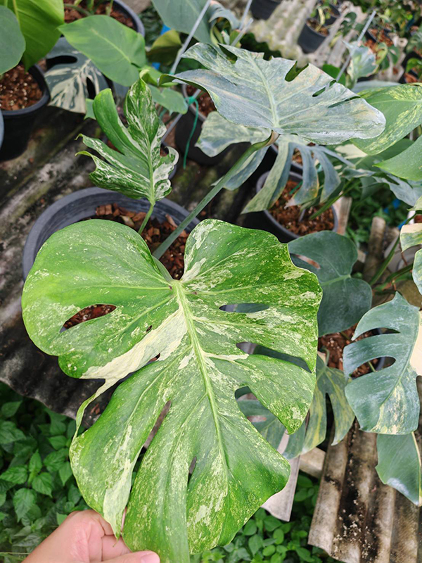 Monstera​ Deliciosa​ Ocean​ Mint - Thiya Garden | Wholesale​ Rare