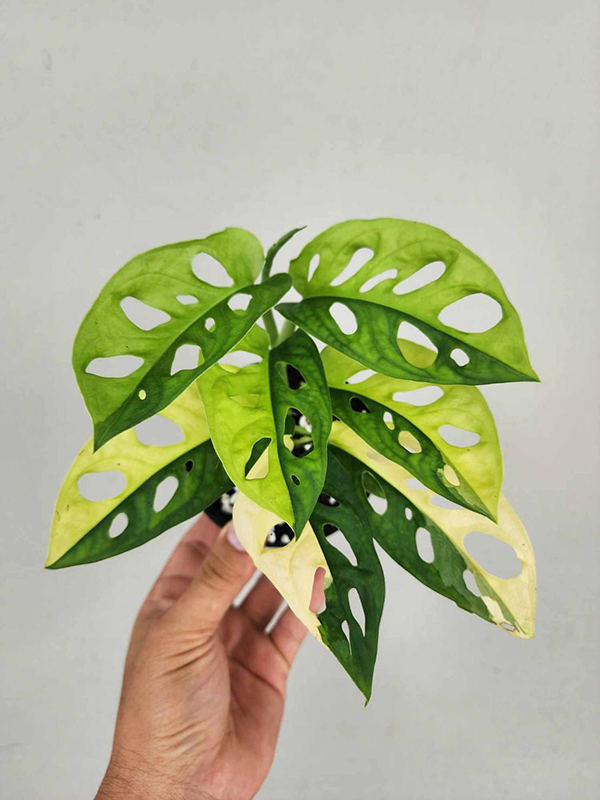 philodendron houseplant giant Philodendron Imperial Green main image 0