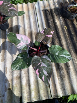 Philodendron Black Majesty - Thiya Garden | Wholesale Rare and Variegated  Plants from Thailand