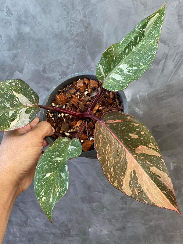 Philodendron orange Princess - Thiya Garden | Wholesale Rare and  Variegated Plants from Thailand