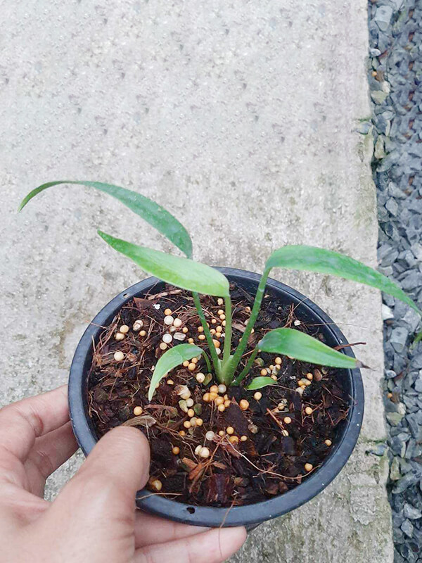 product-20-Monstera-Burble-marx-flame