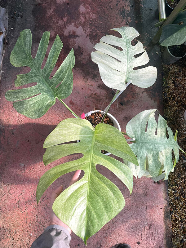 product-22-Monstera-Full-Mint