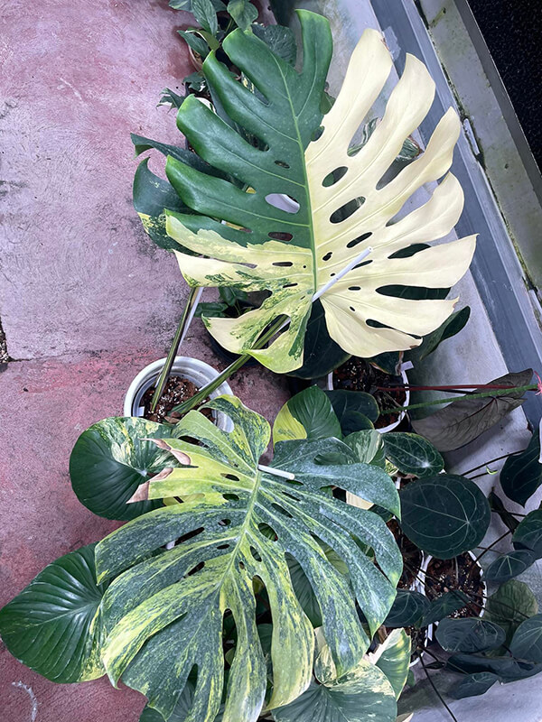 product-21-Monstera-Marilyn